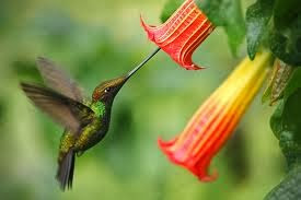 colibri-pico-espada-comiendo-flor