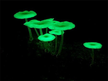 Hongos-fluorescentes