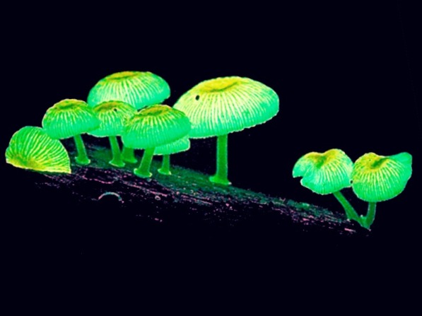 plantas-fluorescentes01